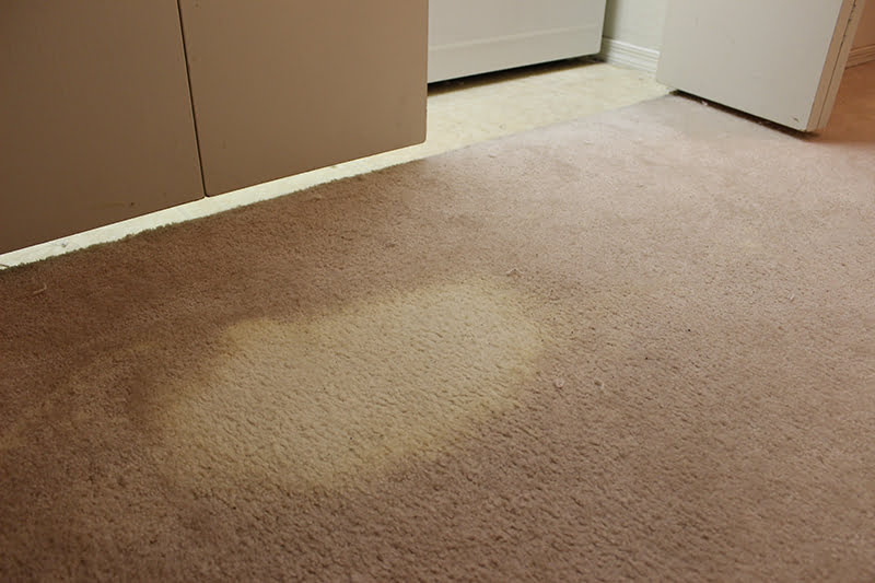 Can You Get Bleach Out Of Carpet
